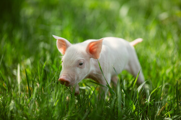 Cute young pink and spotted piglets exploring and walking in lush green grass. Free-range baby pigs foraging in a sunny summer meadow. Organic farming and agriculture concept. © Bogdan