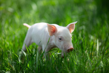 Adorable baby piglets, including pink and black-spotted breeds, playfully exploring a vibrant green pasture. Cute free-roaming farm animals foraging in tall grass and sniffing weeds on a bright, sunny © Bogdan