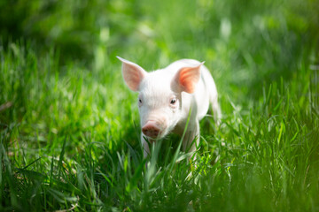 Cute young pink and spotted piglets exploring and walking in lush green grass. Free-range baby pigs foraging in a sunny summer meadow. Organic farming and agriculture concept. © Bogdan
