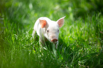 Adorable baby piglets, including pink and black-spotted breeds, playfully exploring a vibrant green pasture. Cute free-roaming farm animals foraging in tall grass and sniffing weeds on a bright, sunny © Bogdan