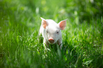 Cute young pink and spotted piglets exploring and walking in lush green grass. Free-range baby pigs foraging in a sunny summer meadow. Organic farming and agriculture concept. © Bogdan
