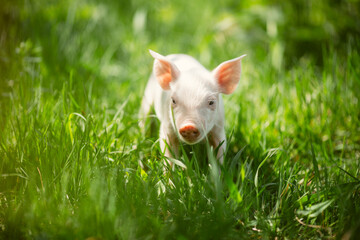 Cute young pink and spotted piglets exploring and walking in lush green grass. Free-range baby pigs foraging in a sunny summer meadow. Organic farming and agriculture concept. © Bogdan