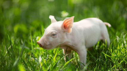 Adorable baby piglets, including pink and black-spotted breeds, playfully exploring a vibrant green pasture. Cute free-roaming farm animals foraging in tall grass and sniffing weeds on a bright, sunny © Bogdan