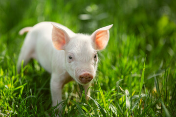 Adorable baby piglets, including pink and black-spotted breeds, playfully exploring a vibrant green pasture. Cute free-roaming farm animals foraging in tall grass and sniffing weeds on a bright, sunny © Bogdan