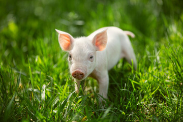 Cute young pink and spotted piglets exploring and walking in lush green grass. Free-range baby pigs foraging in a sunny summer meadow. Organic farming and agriculture concept. © Bogdan