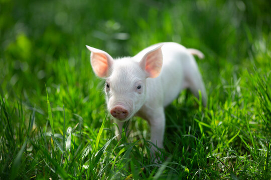 Cute young pink and spotted piglets exploring and walking in lush green grass. Free-range baby pigs foraging in a sunny summer meadow. Organic farming and agriculture concept.