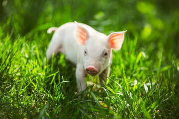 Cute young pink and spotted piglets exploring and walking in lush green grass. Free-range baby pigs foraging in a sunny summer meadow. Organic farming and agriculture concept. © Bogdan