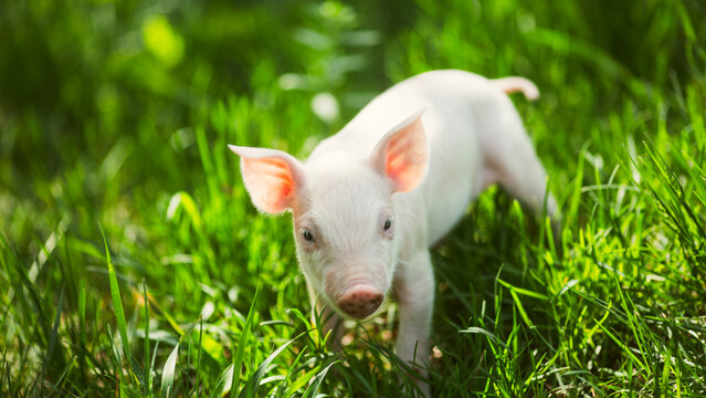 Adorable baby piglets, including pink and black-spotted breeds, playfully exploring a vibrant green pasture. Cute free-roaming farm animals foraging in tall grass and sniffing weeds on a bright, sunny