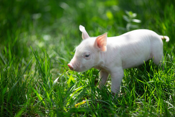 Healthy free-range piglets grazing in lush green grass. A picturesque scene of young domestic swine enjoying a sunny meadow, representing ethical animal husbandry, organic agriculture, and eco-friendl © Bogdan