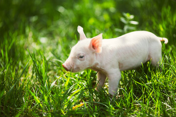 Adorable baby piglets, including pink and black-spotted breeds, playfully exploring a vibrant green pasture. Cute free-roaming farm animals foraging in tall grass and sniffing weeds on a bright, sunny © Bogdan