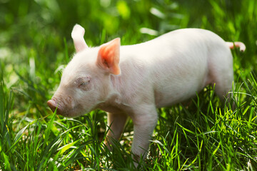 Healthy free-range piglets grazing in lush green grass. A picturesque scene of young domestic swine enjoying a sunny meadow, representing ethical animal husbandry, organic agriculture, and eco-friendl © Bogdan