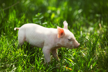 Healthy free-range piglets grazing in lush green grass. A picturesque scene of young domestic swine enjoying a sunny meadow, representing ethical animal husbandry, organic agriculture, and eco-friendl © Bogdan