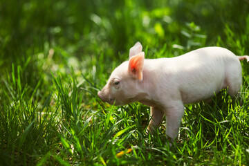 Adorable baby piglets, including pink and black-spotted breeds, playfully exploring a vibrant green pasture. Cute free-roaming farm animals foraging in tall grass and sniffing weeds on a bright, sunny © Bogdan