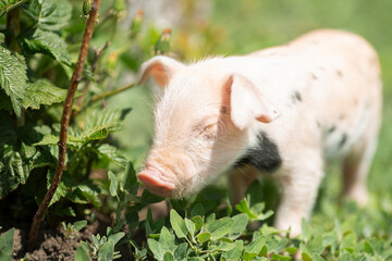 Cute young pink and spotted piglets exploring and walking in lush green grass. Free-range baby pigs foraging in a sunny summer meadow. Organic farming and agriculture concept. © Bogdan