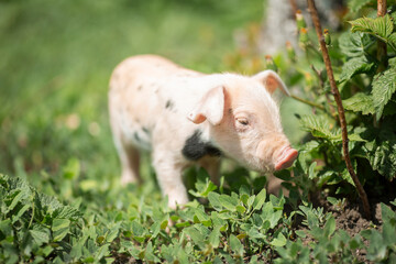 Cute young pink and spotted piglets exploring and walking in lush green grass. Free-range baby pigs foraging in a sunny summer meadow. Organic farming and agriculture concept. © Bogdan