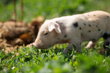 Cute young pink and spotted piglets exploring and walking in lush green grass. Free-range baby pigs foraging in a sunny summer meadow. Organic farming and agriculture concept. © Bogdan
