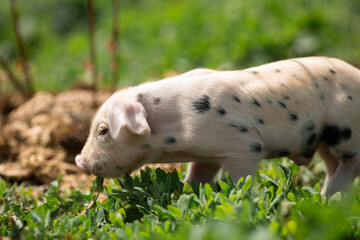 Cute young pink and spotted piglets exploring and walking in lush green grass. Free-range baby pigs foraging in a sunny summer meadow. Organic farming and agriculture concept. © Bogdan