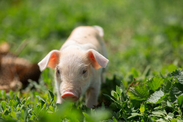 Cute young pink and spotted piglets exploring and walking in lush green grass. Free-range baby pigs foraging in a sunny summer meadow. Organic farming and agriculture concept. © Bogdan