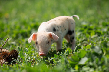 Healthy free-range piglets grazing in lush green grass. A picturesque scene of young domestic swine enjoying a sunny meadow, representing ethical animal husbandry, organic agriculture, and eco-friendl © Bogdan