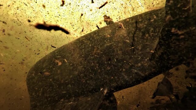 Ground level close contact with an irritated wels catfish - Silurus glanis - moving back and forth, pushing organic debris with its tail in chaotic underwater noise.