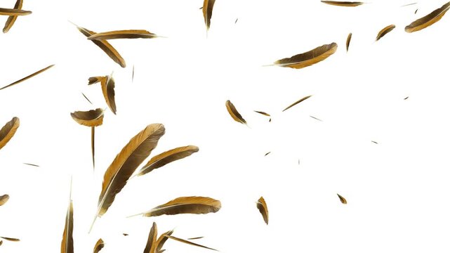 Many Elegant White Feathers Slowly Falling White Screen 4K. Feathers Falling Down Seamless Loop. Feather Fall Animation with Peaceful Slow Movement and Full Alpha Channel Seamless Loop