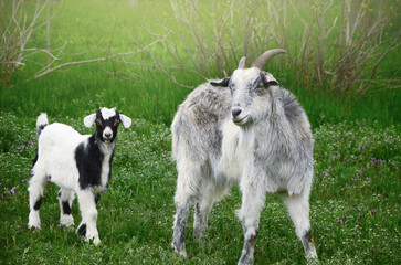 Obraz premium An adult grey goat with horns stands alongside a cute black and white baby goat (kid) in a lush green meadow filled with small wildflowers. A peaceful scene of farm animals in a rural countryside sett