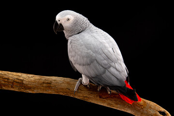 Fototapeta premium African Grey Parrot