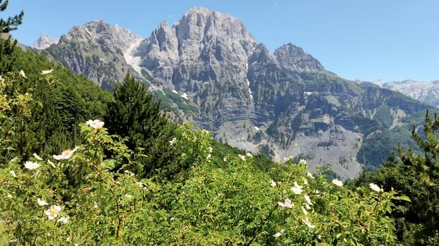 Albania nature. Summer landscape of Theth Mountains in Albanian Alps (also known as Accursed Mountains). Alps of Albania National Park. Mountain view with wild roses.