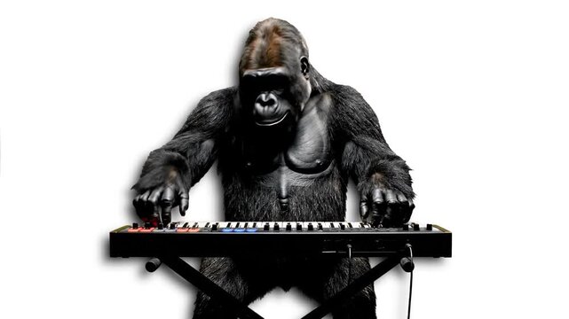 A large silverback gorilla sits at a musical keyboard, appearing to play the keys with its fingers. This creative or humorous animal concept is isolated on a white background for versatile use in musi