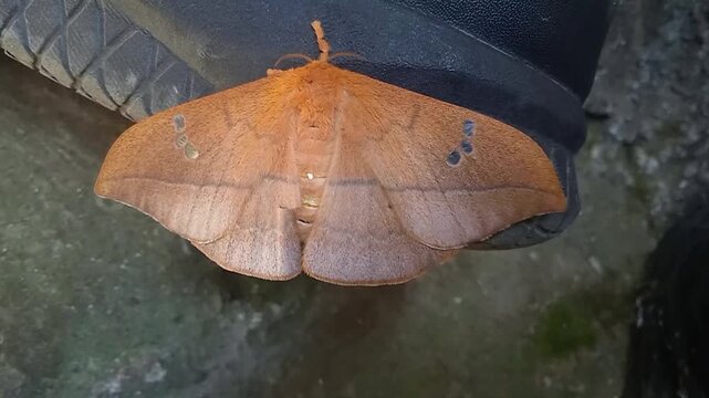 A cricula silk moth (Cricula trifenestrata)