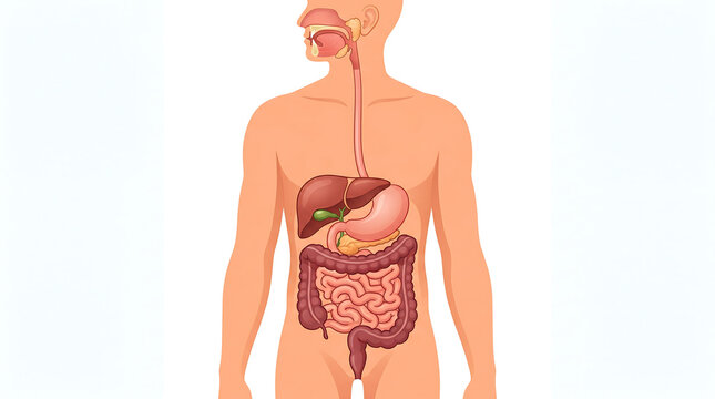 The Anatomy of the Digestive System&rdquo;