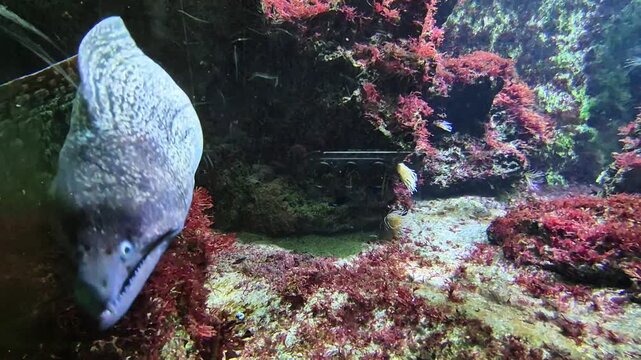 Underwater exploration highlights vibrant marine life including a colorful moray eel