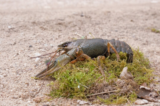 River crayfish in nature. Catching European Live crayfish. Single Astacus in its natural habitat closeup. Detailed view of crustacean on sandy bank. Mottled carapace, textured shell, claws, antennae