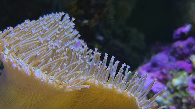 Fragile Coral Details. Detailed Examination Showcasing Delicate Coral Fringes And Contrasting Colors In Marine Environment