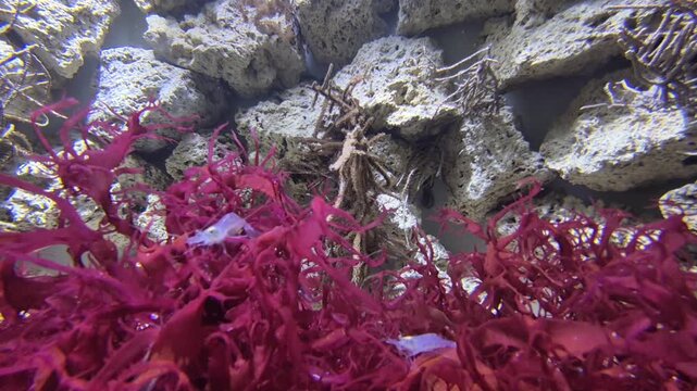 Dense Red Algae Carpeting Reef Floor, Closeup Of Textured Fronds Against Rockwork, Vivid Color Contrast And Calm Aquarium Setting