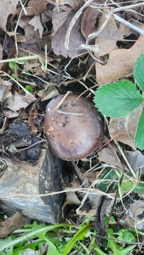 Wild shiitake mushroom growing on forest floor among fallen leaves