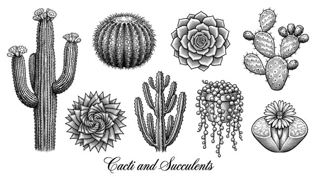 Hand Drawn Engraved Style Cacti and Succulents Collection. Saguaro, Prickly Pear, Echeveria, and Lithops Vector Illustration Set Isolated on White Background.