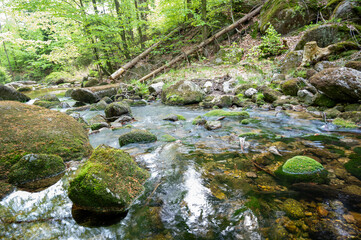 Fototapeta premium river in the forest