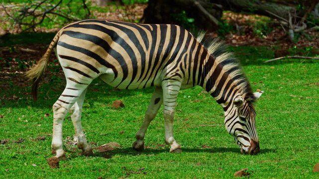 A zebra grazes on green grass and chews grass