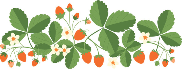 Strawberry plant border vector illustration, fresh berries flowers and leaves decorative pattern for nature food design © Kaiyum