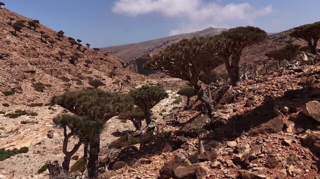 Aerial view of dragon blood trees in socotra island