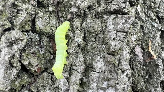 Green caterpillar bark climbing on tree