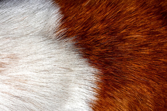 close up brown and white dog skin for animal texture and mammal pattern.