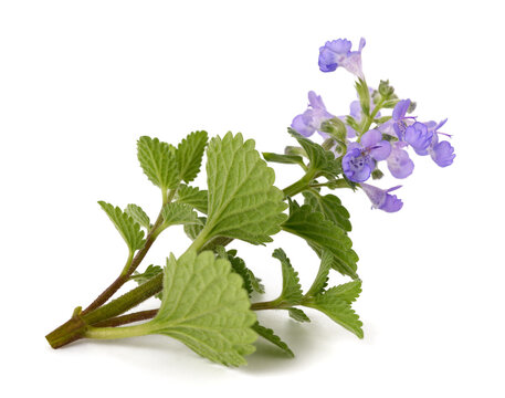 Nepeta Sprig with  Flowers  Isolated on White Background