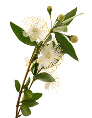 Fototapeta premium Common myrtle branch with flowers