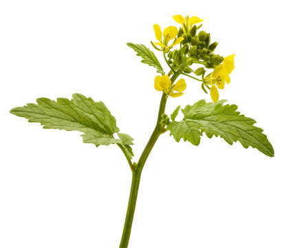 Yellow mustard flower (Sinapis alba) isolated on white background