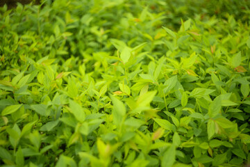 Fototapeta premium Fresh green leaves background in spring garden
