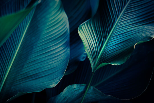 Luxury blue foliage texture, Tropical leaf pattern with dramatic lighting and navy blue shadows.