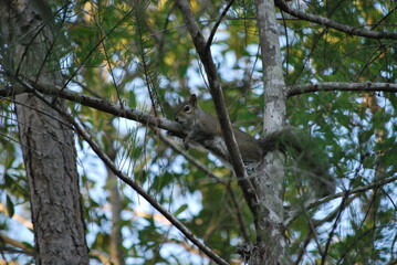 Fototapeta premium Wild Eastern Gray Squirrel (Sciurus carolinensis) perched on a branch in a Florida forest.