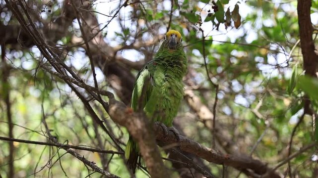 Yellow-crowned amazon or yellow-crowned parrot (Amazona ochrocephala) in an island off the coast of Cartagena, Colombia